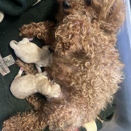 Maltipoo and Poodle Puppies from Wright Pups
