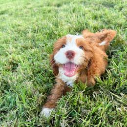 Lucy - Red female Cavapoo puppy in Wamego, Kansas from Doodles of Oz