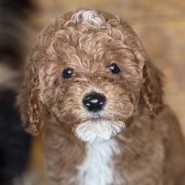 Bernedoodle, Goldendoodle, and Poodle Puppies from Bells Poodles n Doodles