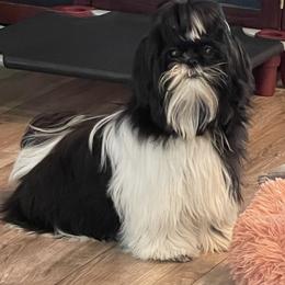Shih Tzu Puppies from Trinity Shihtzu's So Calif