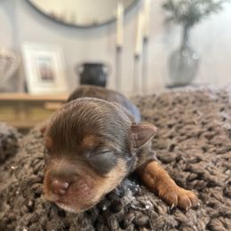 Dolly - Chocolate and tan female Yorkshire Terrier puppy in Calhoun, Georgia from Peach State Yorkies