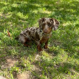 Rip - Dachshund