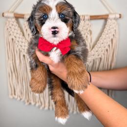 Slate - Merle male Bernedoodle puppy in Norcross, Georgia from Teddy Puppies