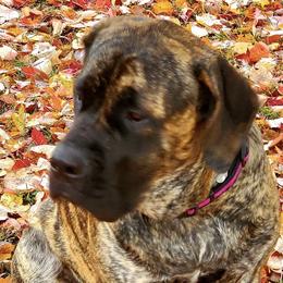 Mastiff Puppies from Mama’s Mastiffs