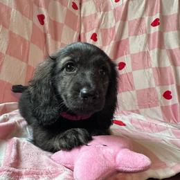 Pink - Brindle female Dachshund puppy in Waukegan, Illinois from Rolling and Howling Basset Hounds and Dachshunds