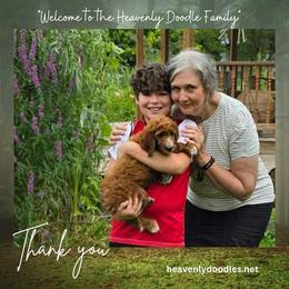 Irish Doodle and Poodle Puppies from Heavenly Poodles