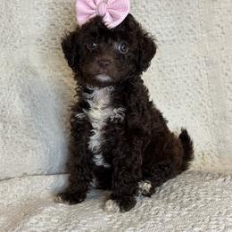 Reagan - Chocolate female Goldendoodle puppy in Lancaster, Kentucky from Dream Paws Puppies, LLC