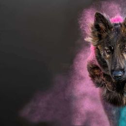 Rival - Dutch Shepherd