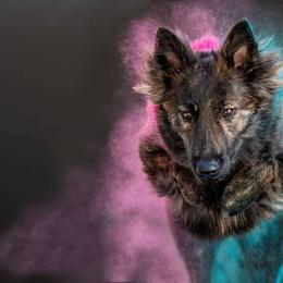 Rival - Dutch Shepherd