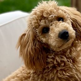 Lulu - Poodle