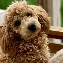 Lulu - Poodle