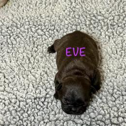 Eve - Brindle girl 1 - Brindle female French Bulldog puppy in Grand Praire, Texas from Von Darr Kennels