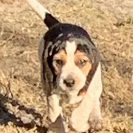Girl 1 - Black tan and bluetick female Beagle puppy in Brooksville, Florida from Southern Skye Farm