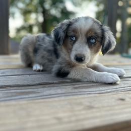 Cowboy - Blue merle male Miniature Australian Shepherd puppy in Doddridge, Arkansas from Huddleston Farm