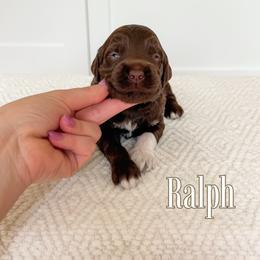 Ralph (Blue Collar) - Chocolate male Goldendoodle puppy in Bell Buckle, Tennessee from Precious Puptown Doodles