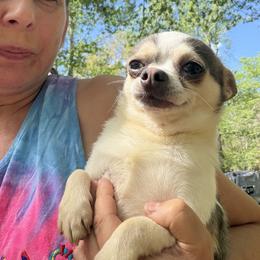 Caspar - Blue and white male Chihuahua puppy in New Port Richey, Florida from The Wolf Pack