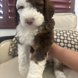 Lagertha - Tri-color Bernedoodle puppy in Chandler, Arizona from Bernedoodle Lovers