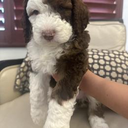 Lagertha - Tri-color Bernedoodle puppy in Chandler, Arizona from Bernedoodle Lovers