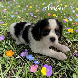 Amber - Tri-color female Cavalier King Charles Spaniel puppy in Miami, Florida from Mario’s Pups