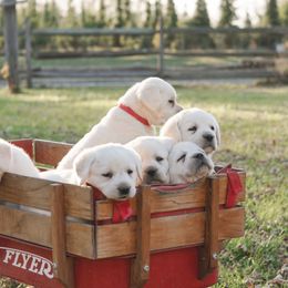 Labrador Retriever Puppies from Polar Bear Farms