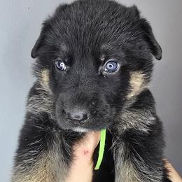 Green - Black and red male German Shepherd puppy in Tony, Wisconsin from Muddy Acres German Shepherds