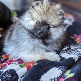 Pomeranian Puppies from Pop Off Pomeranians