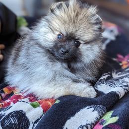 Pomeranian Puppies from Pop Off Pomeranians