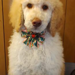 Poodles from Bettna poodle and doodles