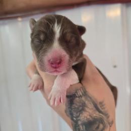 5 - Brown and white female Siberian Husky puppy in Addison, Michigan from Gray Run Siberian Huskies