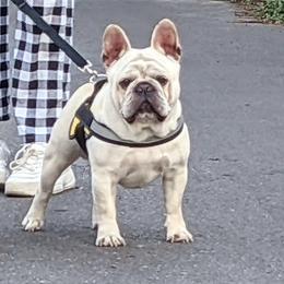 Diego - French Bulldog