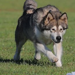 Alaskan Malamutes from Tarnish Malamutes