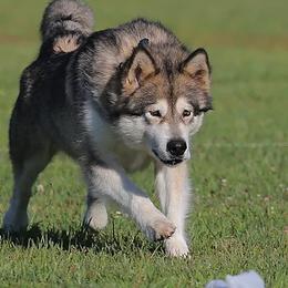 Alaskan Malamutes from Tarnish Malamutes