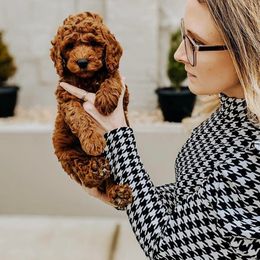 Cavapoo and Goldendoodle Puppies from Lake Cumberland Doodle Farm