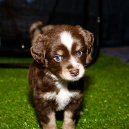 Golden Retriever and Miniature Australian Shepherd Puppies from Raised Right Pups