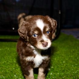 Golden Retriever and Miniature Australian Shepherd Puppies from Raised Right Pups