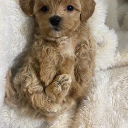 Harley - Apricot male Maltipoo puppy in Bellingham, Washington from My Sweet Poodles and Doodles