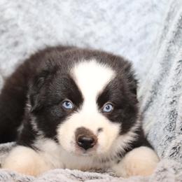 Toad - Black & white male Australian Shepherd puppy in Squaw Valley, California from A&M Australian Shepherds
