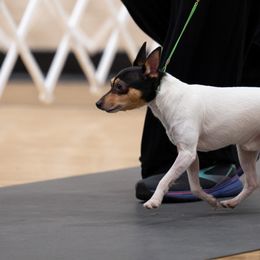 Toy Fox Terriers from Bee'Em Sea Kennel