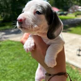 Blue-blue piebald - Piebald female Dachshund puppy in Bruceton, Tennessee from Dachshund Dreams (miniature)