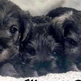 Spice - Salt and pepper male Miniature Schnauzer puppy in Atlanta, Georgia from Axcium Miniature Schnauzers