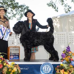 Leia - Black Russian Terrier