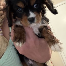 Black and tan boy - Black and tan male Cavalier King Charles Spaniel puppy in South Carolina from Columbia Cavaliers