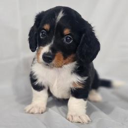 Monarch - Black and tan male Dachshund puppy in Arthur, Illinois from Dachs and Poms