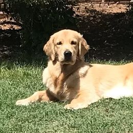 Ruby - Golden Retriever