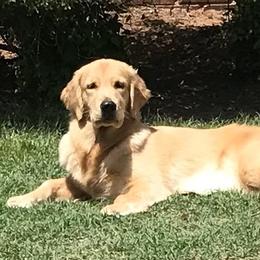 Ruby - Golden Retriever