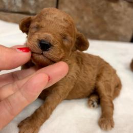 Micro girl pink collar - Red  female Goldendoodle puppy in Cullman, Alabama from My Awesome Rover