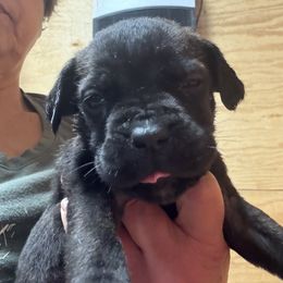 Girl 1 - Black female Cane Corso puppy in Granbury, Texas from Revolutions Kennel