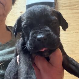 Girl 1 - Black female Cane Corso puppy in Granbury, Texas from Revolutions Kennel