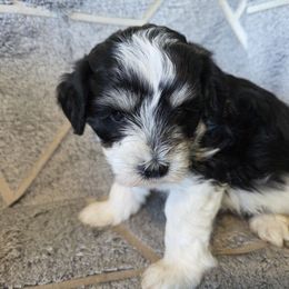 Bart - Parti male Miniature Schnauzer puppy in Paradise, Utah from Highbornschnauzers