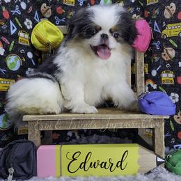 Edward - Black tan and white male Japanese Chin puppy in Johnson City, Tennessee from Erin & Friends Japanese Chin